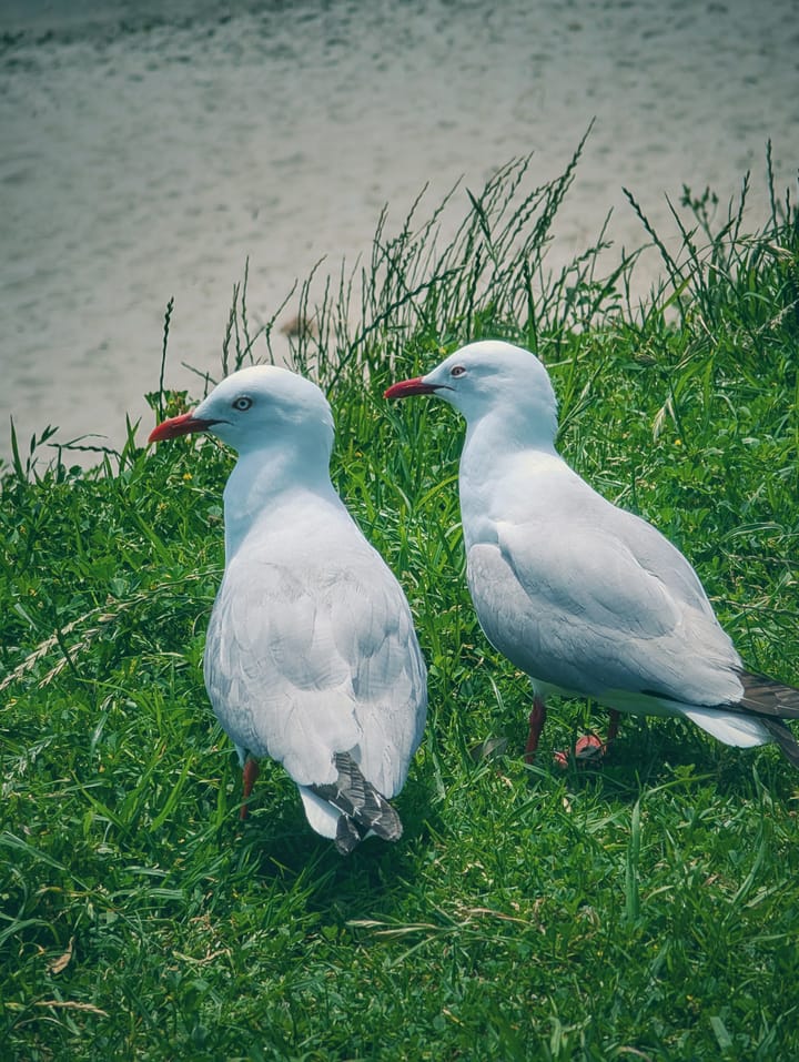 Two New Zealand seagulls on grass with the sandy beach in the background.